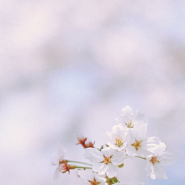 オルチャンに学ぶ お花と可愛く写真を撮るテクニック 韓国情報サイトmanimani